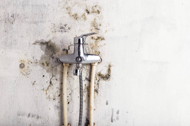 Best Toxic Mold Removal  in North Great River, NY