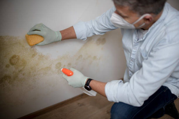 Best Same-Day Mold Removal  in North Great River, NY