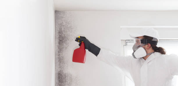 Best Certified Mold Removal  in North Great River, NY
